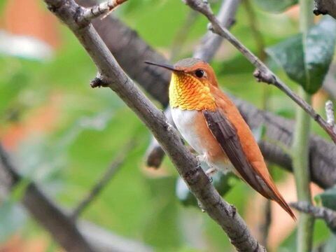 A Bird