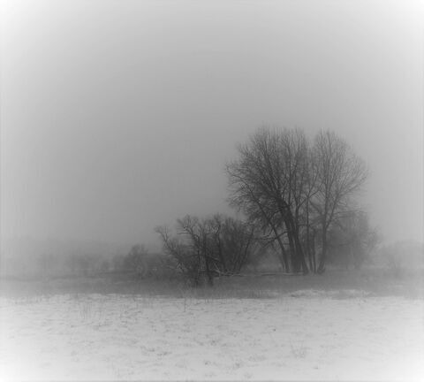 Tree all Alone